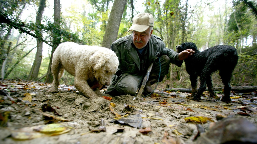 Trüffel-Jäger mit seinen Trüffel-Hunden.